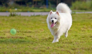 属鸡的人养狗运气如何 属鸡的人养狗运气好吗