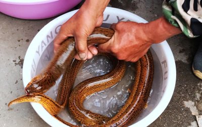 建一亩黄鳝养殖大棚多少钱 养殖一亩黄鳝成本和利润