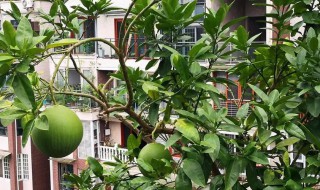 狗果树适合什么地方种植 狗果树适合哪些地方种植