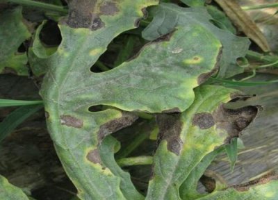 菊花种植中常见病害 菊花病虫害防治技术与方法措施