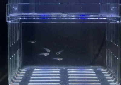 孔雀鱼一次生多少小鱼 养殖孔雀鱼是一种什么体验