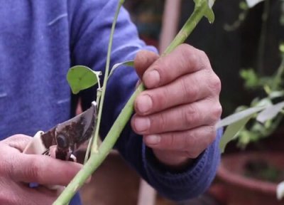 鸭掌木怎么剪枝栽活 教你如何把鸭掌木进行修剪扦插