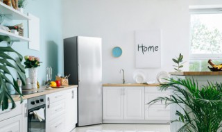 新家摆什么植物最好 新房子可以放什么植物比较好