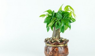 东方位放什么可聚财 东方位放哪些东西可聚财招财呢