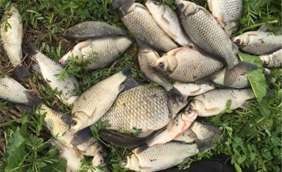 鲫鱼钓底好还是钓浮好 鲫鱼什么天气钓浮是最好的