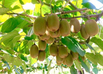 野生猕猴桃什么时候采摘好 最佳采摘时间