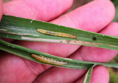 水稻黄金卷叶螟用什么药效果最好 卷叶螟打啥农药防治