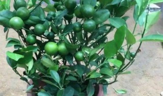 盆栽桔子冬天可以浇水吗 盆栽桔子冬天可能够浇水吗