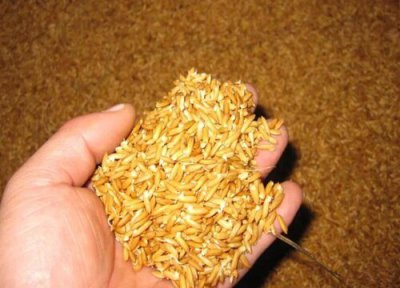 稻子什么时候播种 稻子什么时候播种最适合