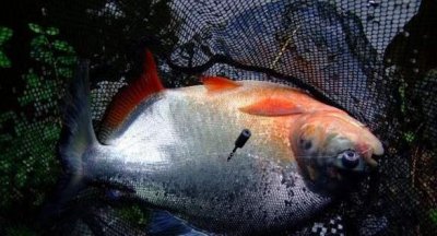 鲳鱼怎么钓法及注意事项 钓淡水白鲳鱼选择用什么饵料