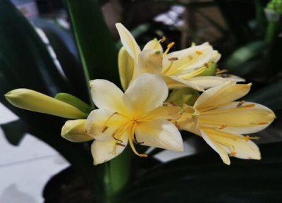 君子兰怎样浇水合适 君子兰正确的浇水方法