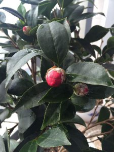 茶花不开花是怎么回事 家里茶花迟迟不开是什么原因