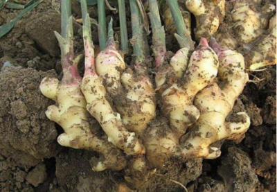 生姜什么时候种植最合适 生姜的种植方法及栽培技术