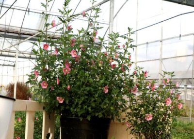 木槿花耐寒最低温度 木槿花盆栽过冬养殖方法