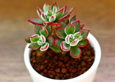 多肉植物锦晃星怎么养 多肉锦晃星冬季如何养殖