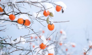 霜降的民俗 霜降的民俗有哪些