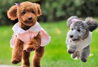 贵宾犬和泰迪哪个好 巨型贵宾犬和泰迪犬有什么不同