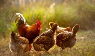 炖鸡的家常做法简单 炖鸡怎么做简单好吃