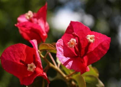 开春三角梅还不长新芽 需要满足什么条件