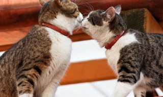 小猫咪拉稀是怎么回事 小猫拉稀是什么原因