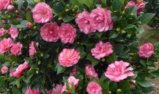 什么茶花适合养在卧室内 啥茶花适合养在卧室内