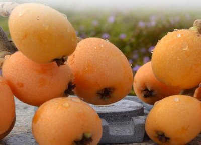 江苏枇杷产地 江苏枇杷什么时候成熟