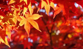 秦岭旅游季节 秋天去秦岭的最佳时间