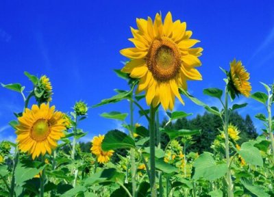 向日葵代表什么象征意义 代表什么寓意