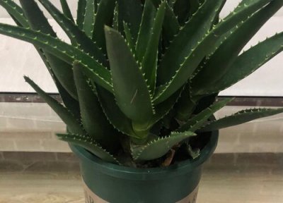 芦荟在是否怕冻 芦荟在冬天怎么养护