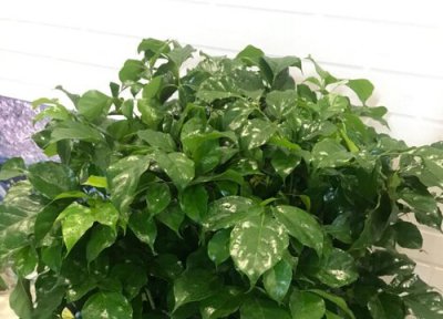 幸福树严重掉叶子怎么补救 叶子干枯脱落原因及挽救方法