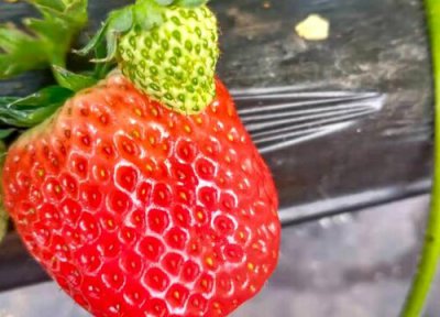 草莓又大又丑是不是打激素了 草莓形状奇怪大是激素吗