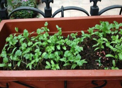 为什么阳台种菜不能吃 阳台专用花盆箱子种的菜少吃为好