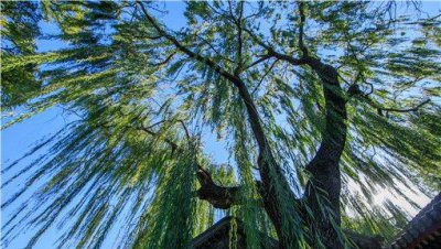 春天的柳絮是什么树上的 柳絮长在柳树的什么地方