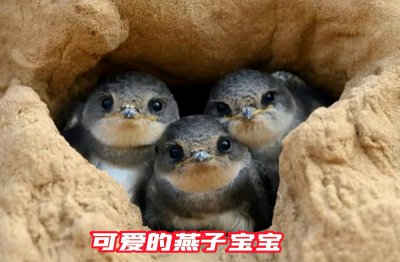 燕子搭窝是如何挑选人家的 燕子垒窝位置有什么讲究吗