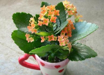 夏天高温养护盆栽注意事项 夏季盆景花怎么养才不会枯萎