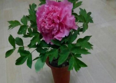 牡丹什么品种最珍贵 最好的牡丹品种是什么