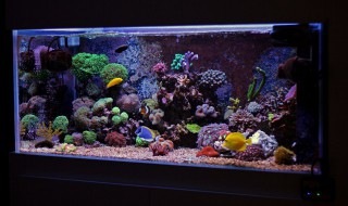 鱼缸放置多久换水合适 鱼缸放置多长时间换水合适