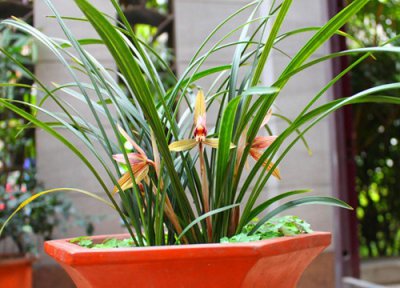 兰花种植要修根吗 兰花如何修根后期长势更旺