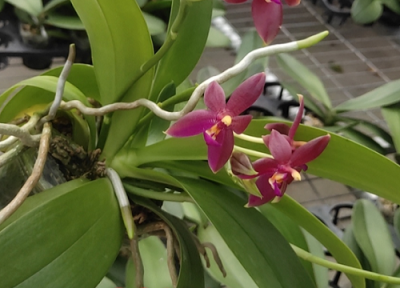 如何做到让蝴蝶兰抽花箭 蝴蝶兰花出花箭后如何管理