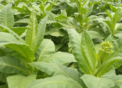 烟草生长周期 烟草打什么药好