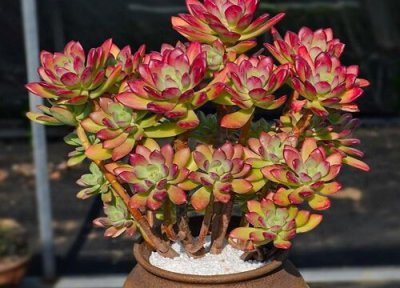 吸财树扦插多久生根 叶插繁殖方法和注意事项