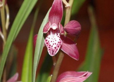 三伏天怎样养兰花 三伏天如何养护兰花轻轻松松越伏越夏