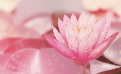 莲花和荷花是同一种花吗 莲花和荷花是两种不同的花卉