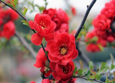 海棠花每天浇水吗 海棠花需要每天浇水吗