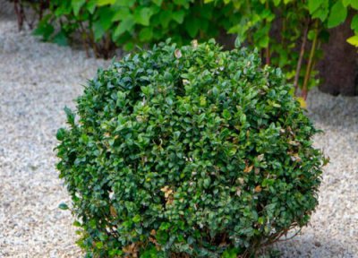 黄杨开花吗 开什么颜色的花