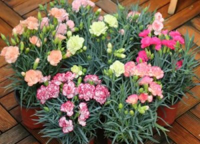 康乃馨的叶子形状像什么 花朵是什么样子 图片