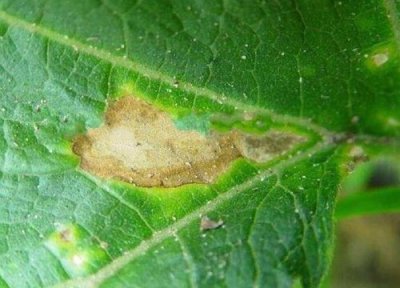 南瓜种植中常见病害 南瓜病虫害防治技术与方法措施