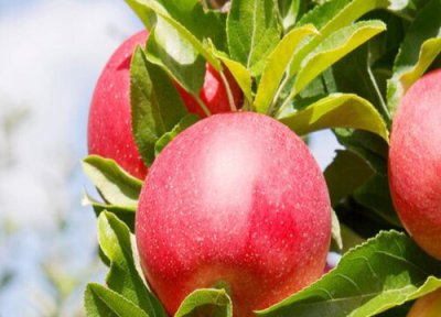 雅典盛产什么水果 雅典娜是什么水果