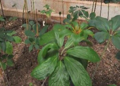 云南白药类型与属性 云南白药是什么植物类别