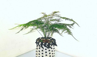 文竹冬天怎么养才能发芽 文竹冬天如何养殖